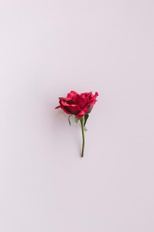 Picture of Red Rose Buds