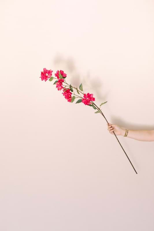 Picture of Bougainvillea Spray