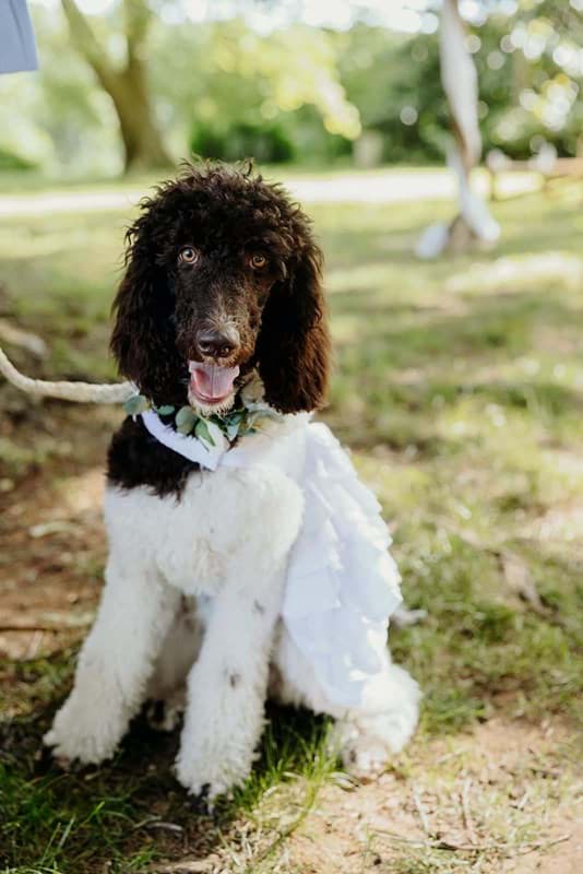 Picture of Jane Dog Collar