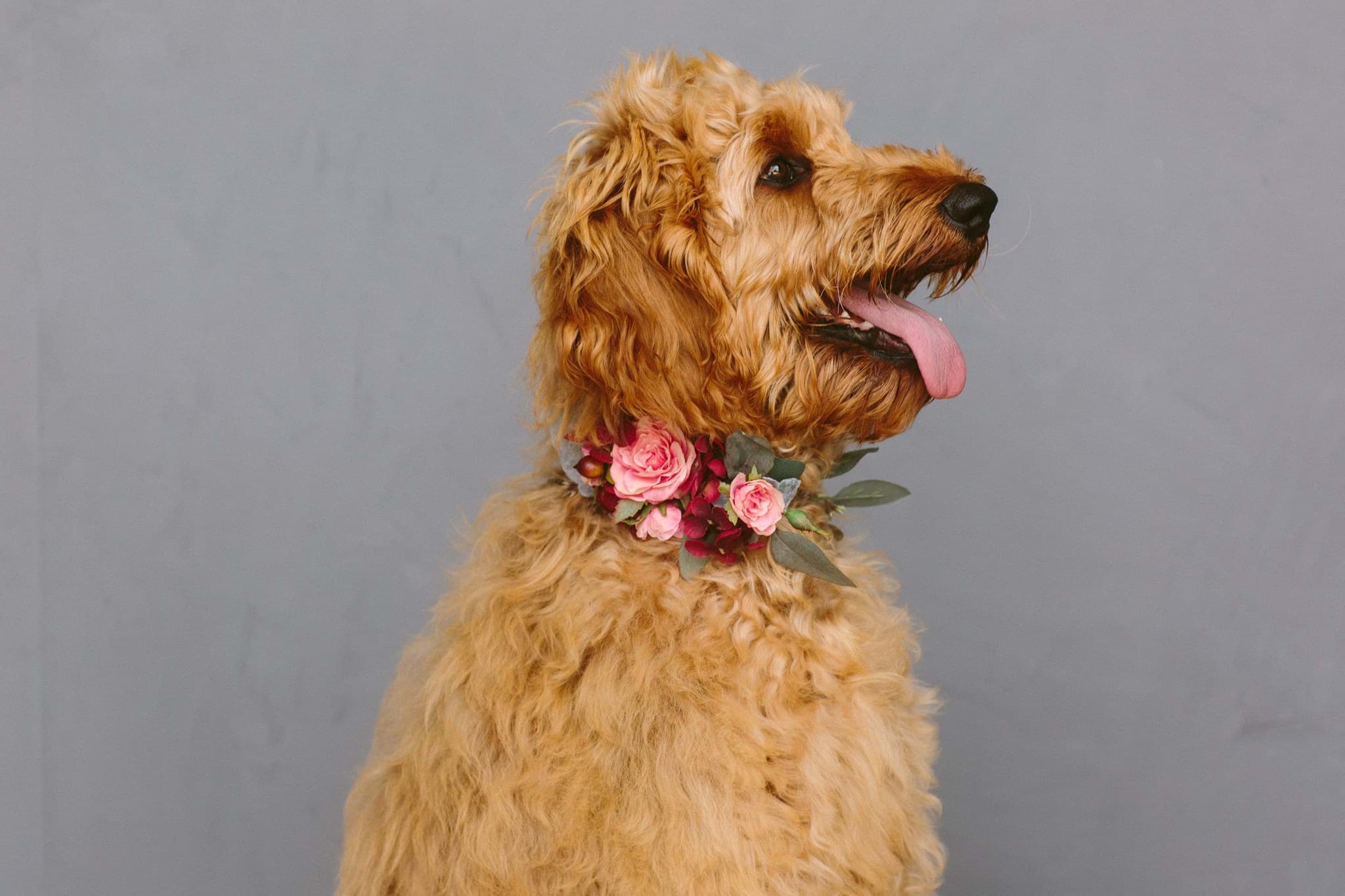 Picture of Kimpton Dog Collar