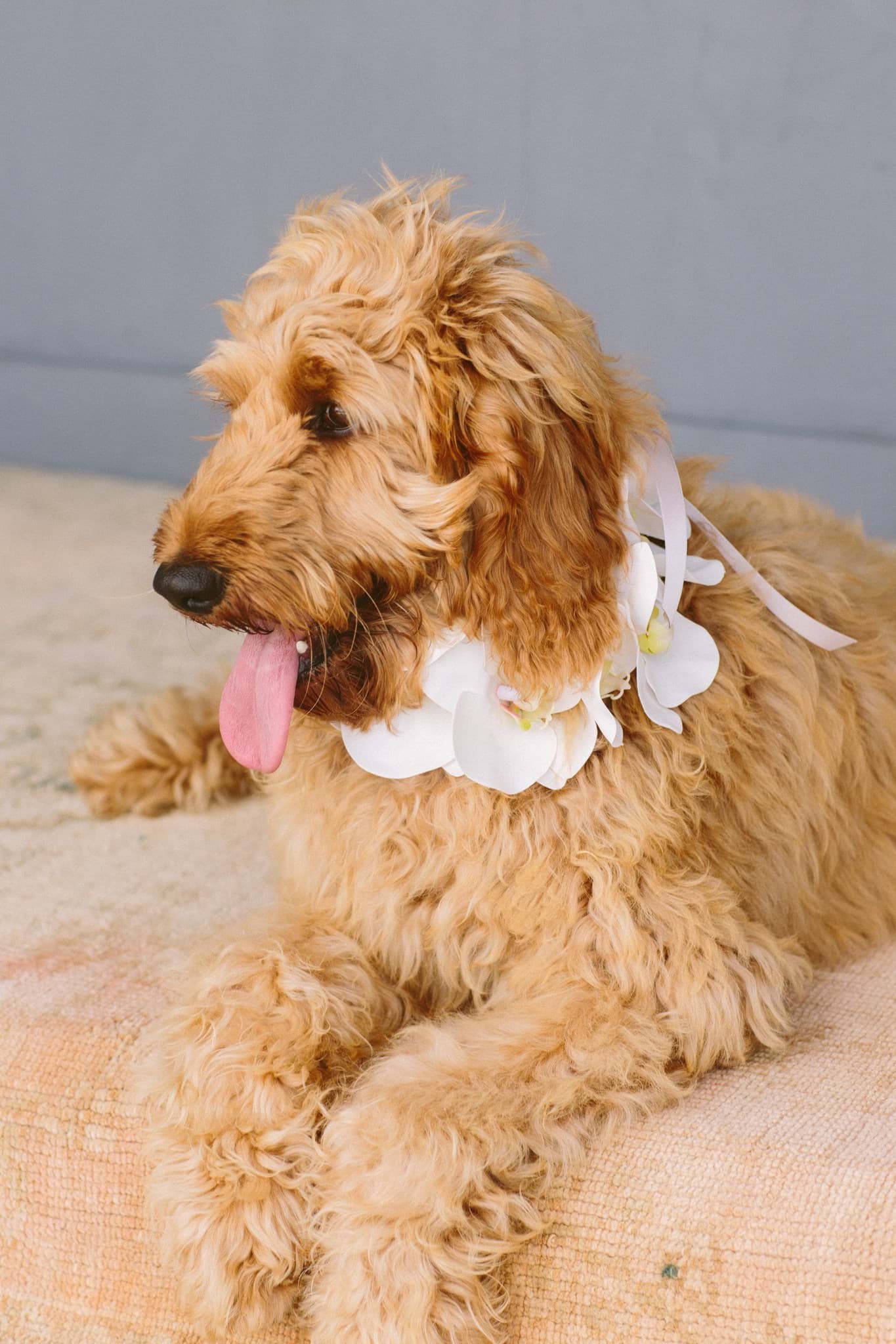 Picture of Wren Large Dog Collar 