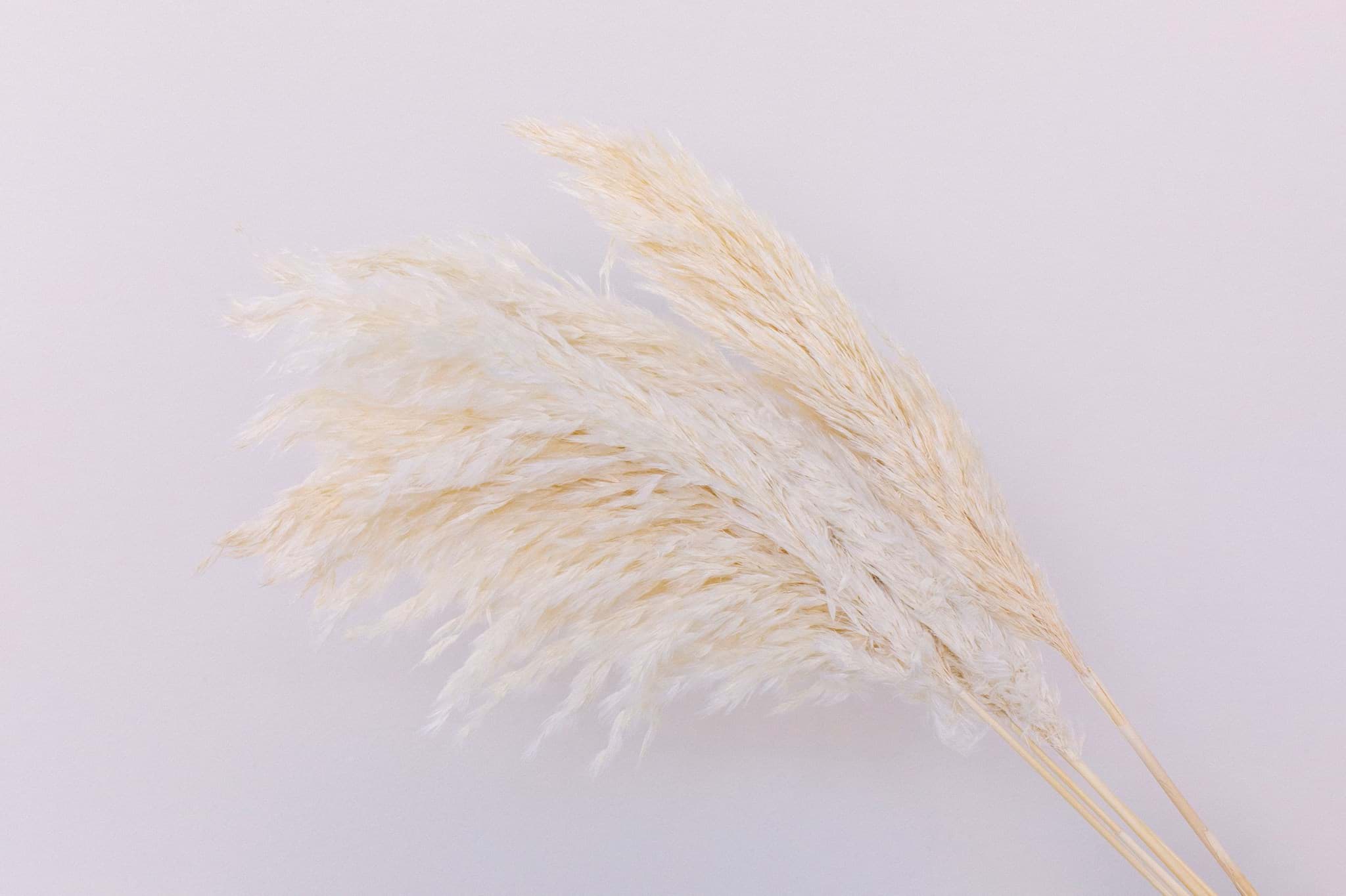 Picture of Dried Cream Pampas Grass (Pack of 6)