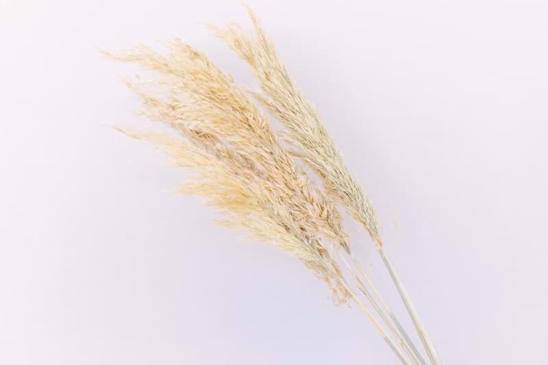 Picture of Dried Tan Pampas Grass (Pack of 6)