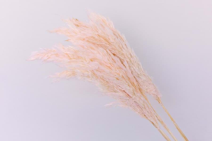 Picture of Dried Pink Pampas Grass (Pack of 6)