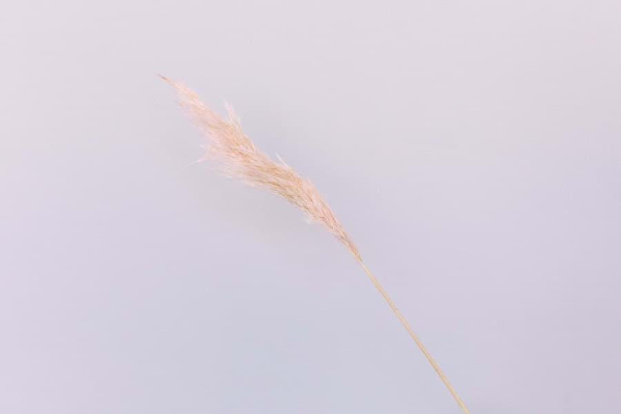 Picture of Dried Pink Pampas Grass (Pack of 6)