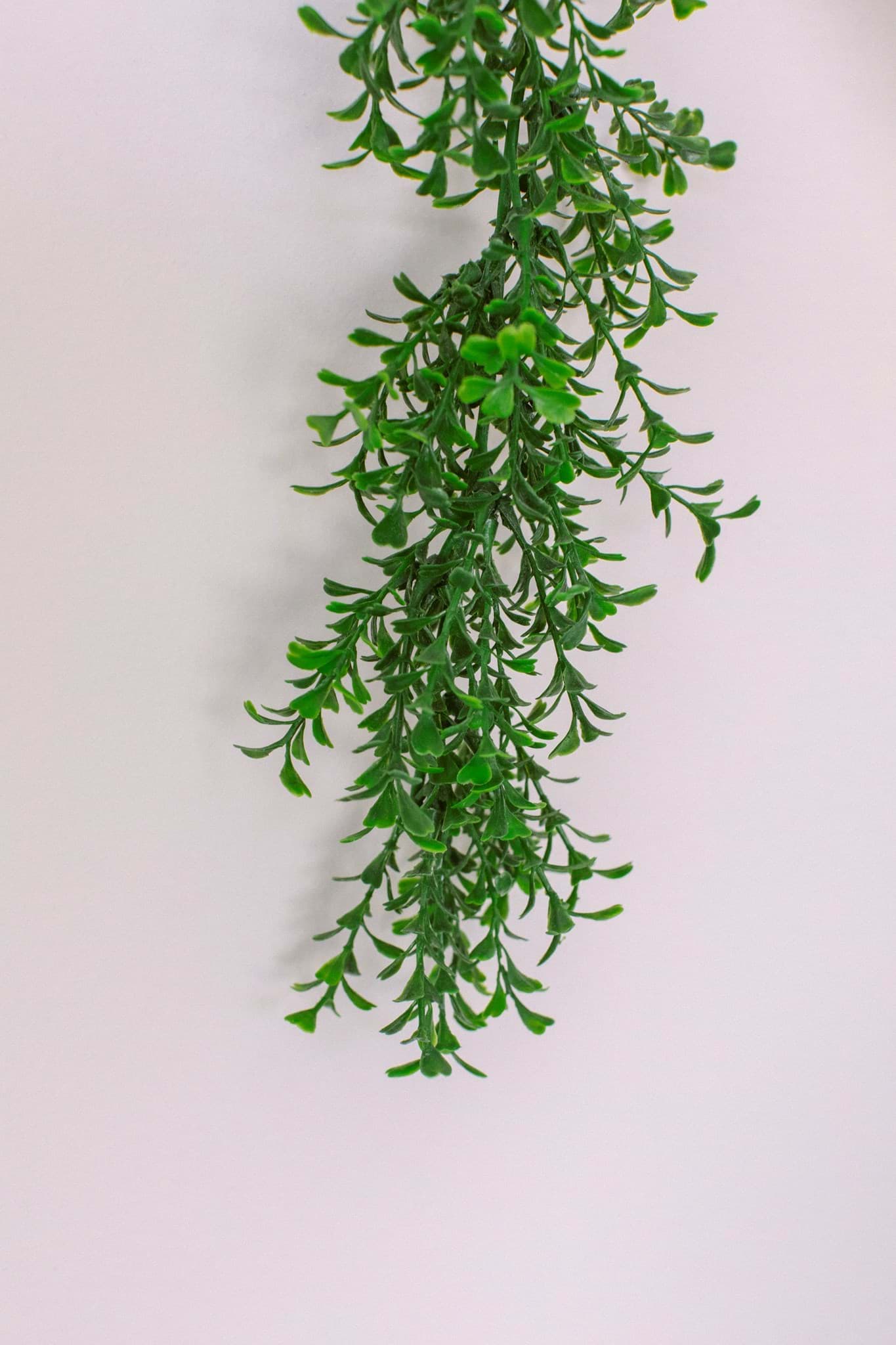 Picture of Boxwood Garland