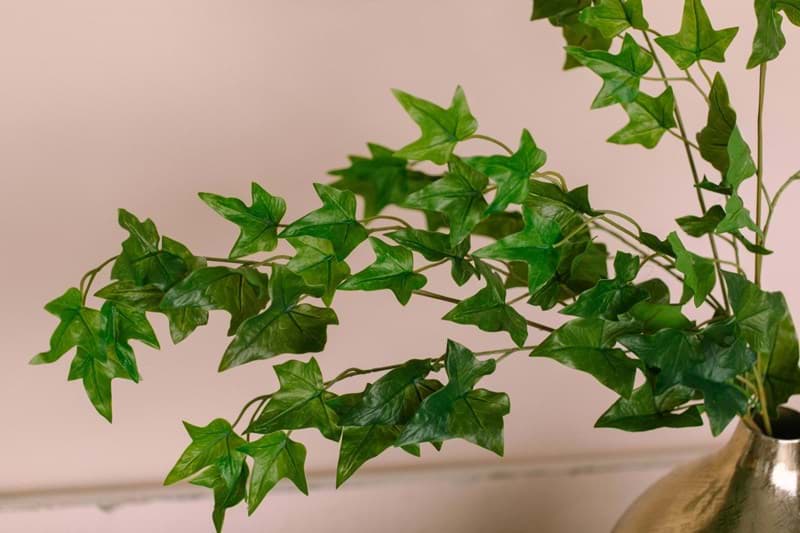 Picture of Ivy Vine