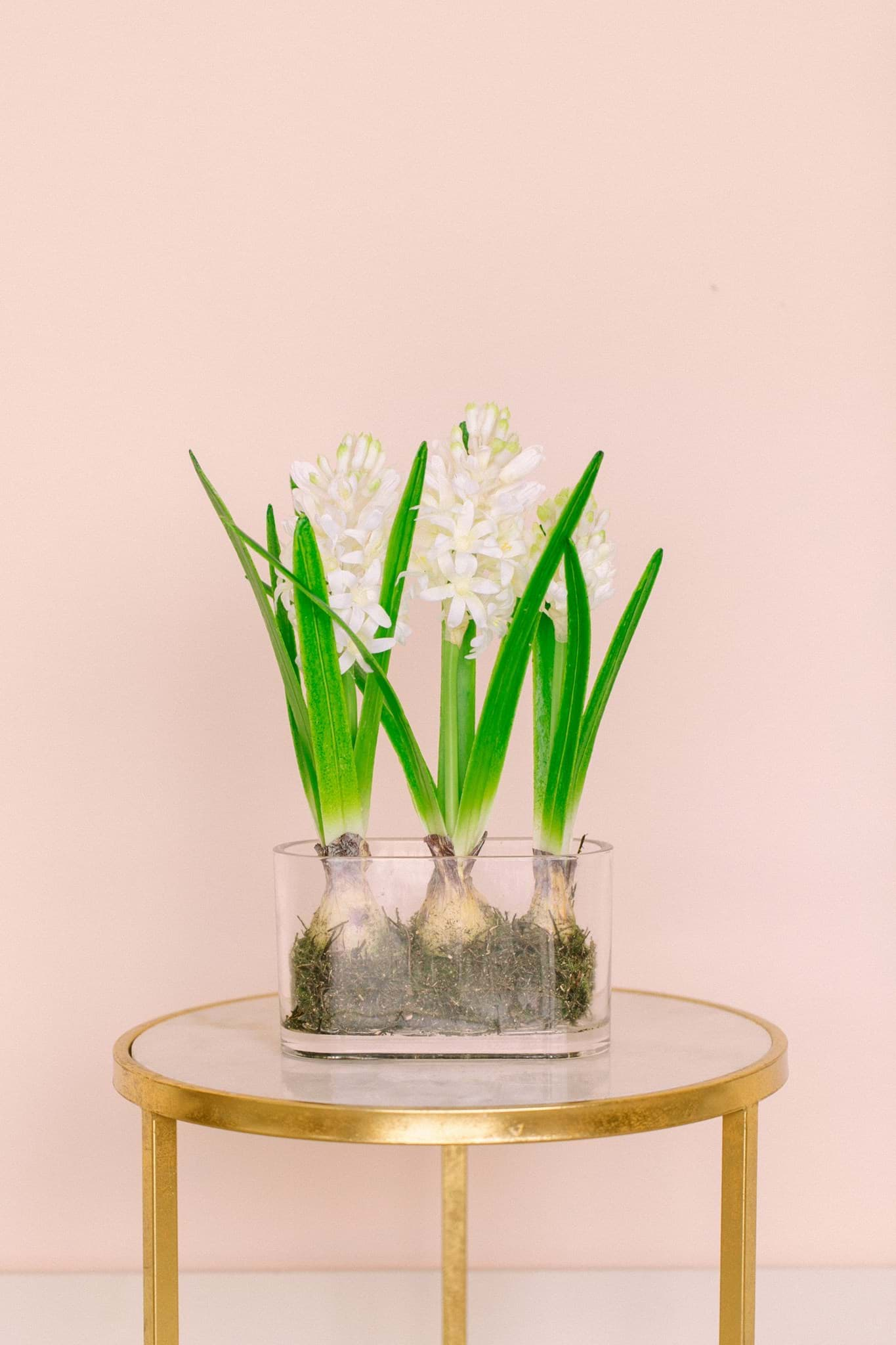 Picture of White Hyacinth Bulbs