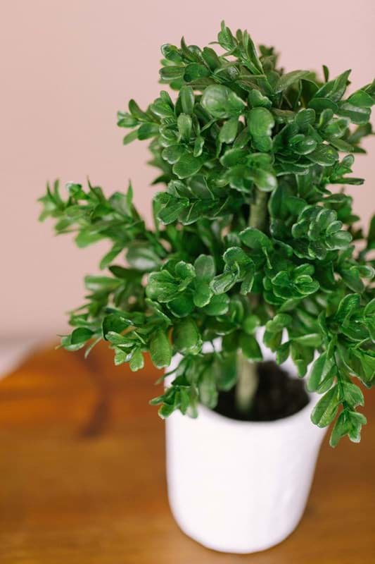 Picture of Boxwood Potted Plant