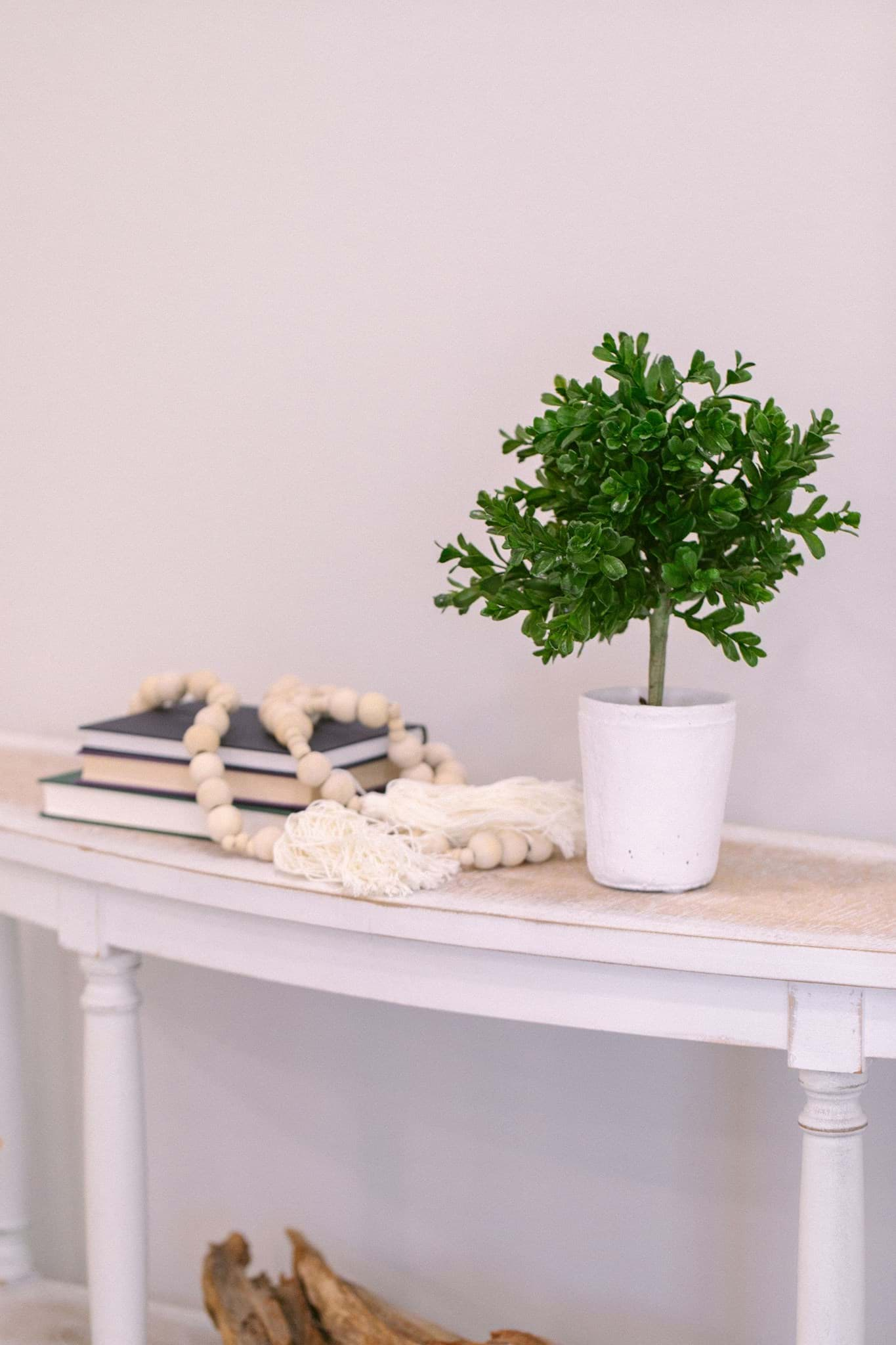 Picture of Boxwood Potted Plant