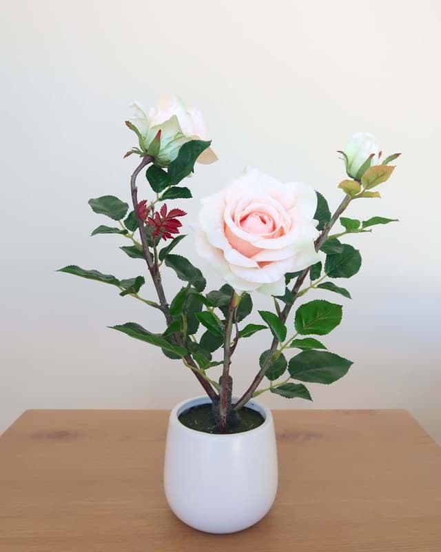 Picture of Peach Rose in Ceramic Vase