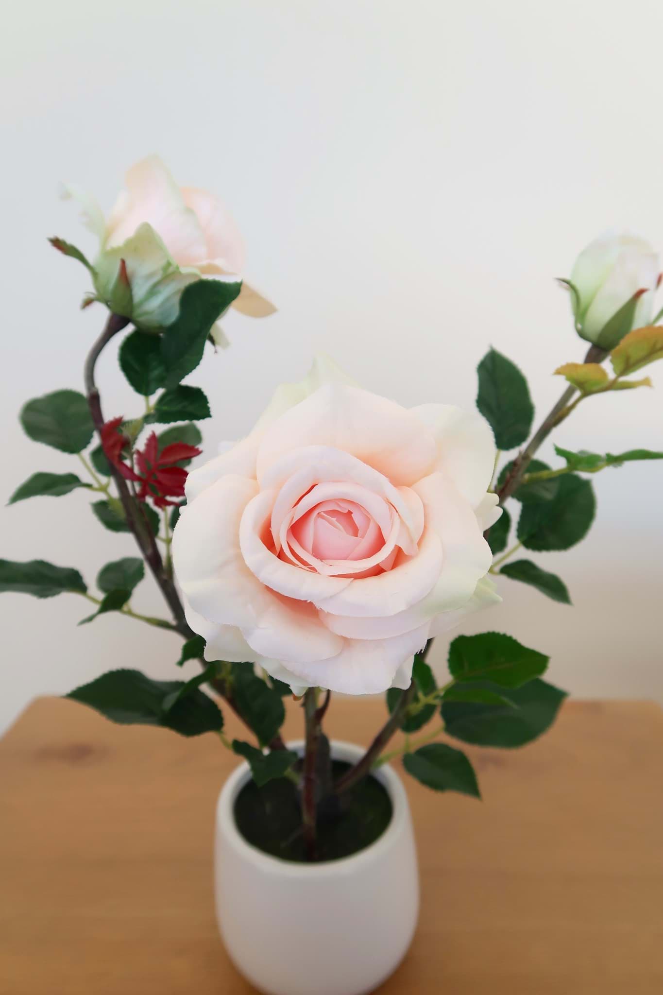 Picture of Peach Rose in Ceramic Vase