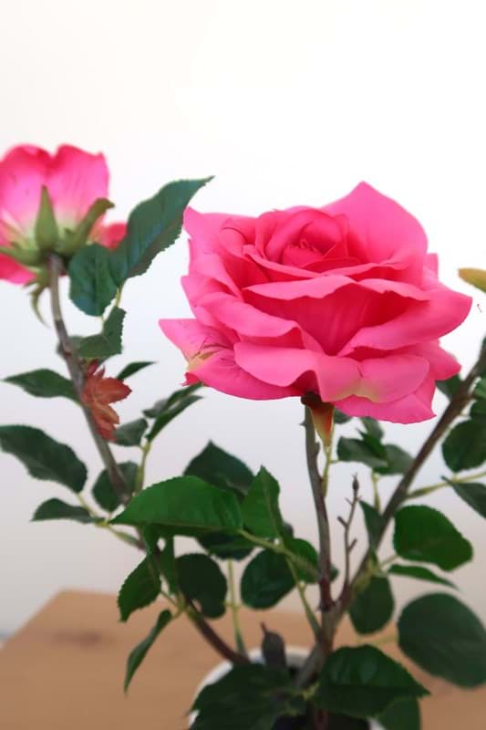 Picture of Pink Rose in Ceramic Vase