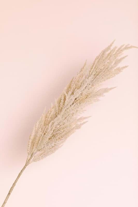 Picture of Sand Pampas Grass Spray