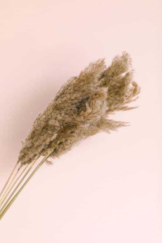 Picture of Dried Brown Pampas Grass (Pack of 6)