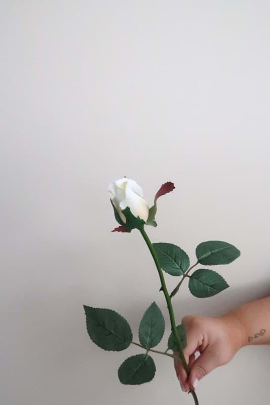 Picture of Vanilla Rose Bud