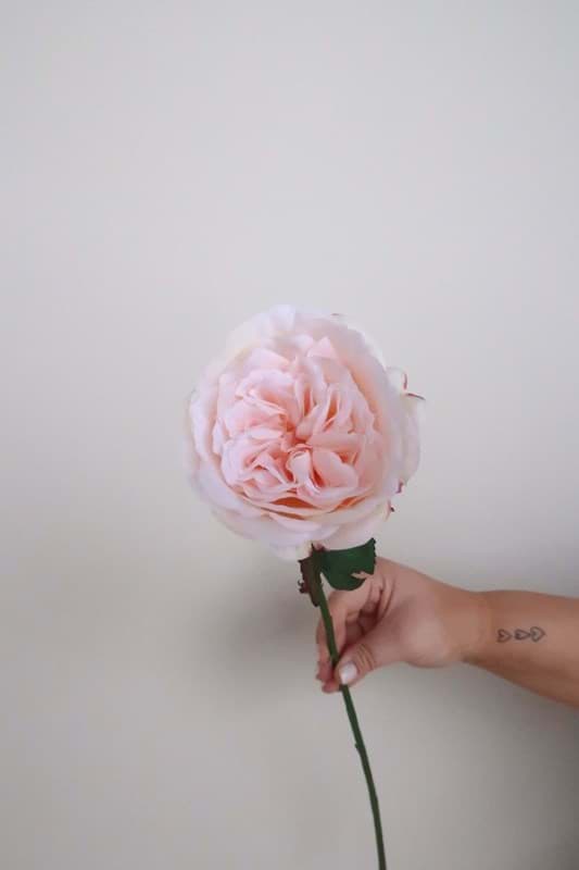 Picture of Light Pink Open Rose Spray