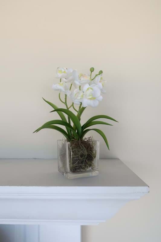 Picture of White Orchid in Glass Vase 