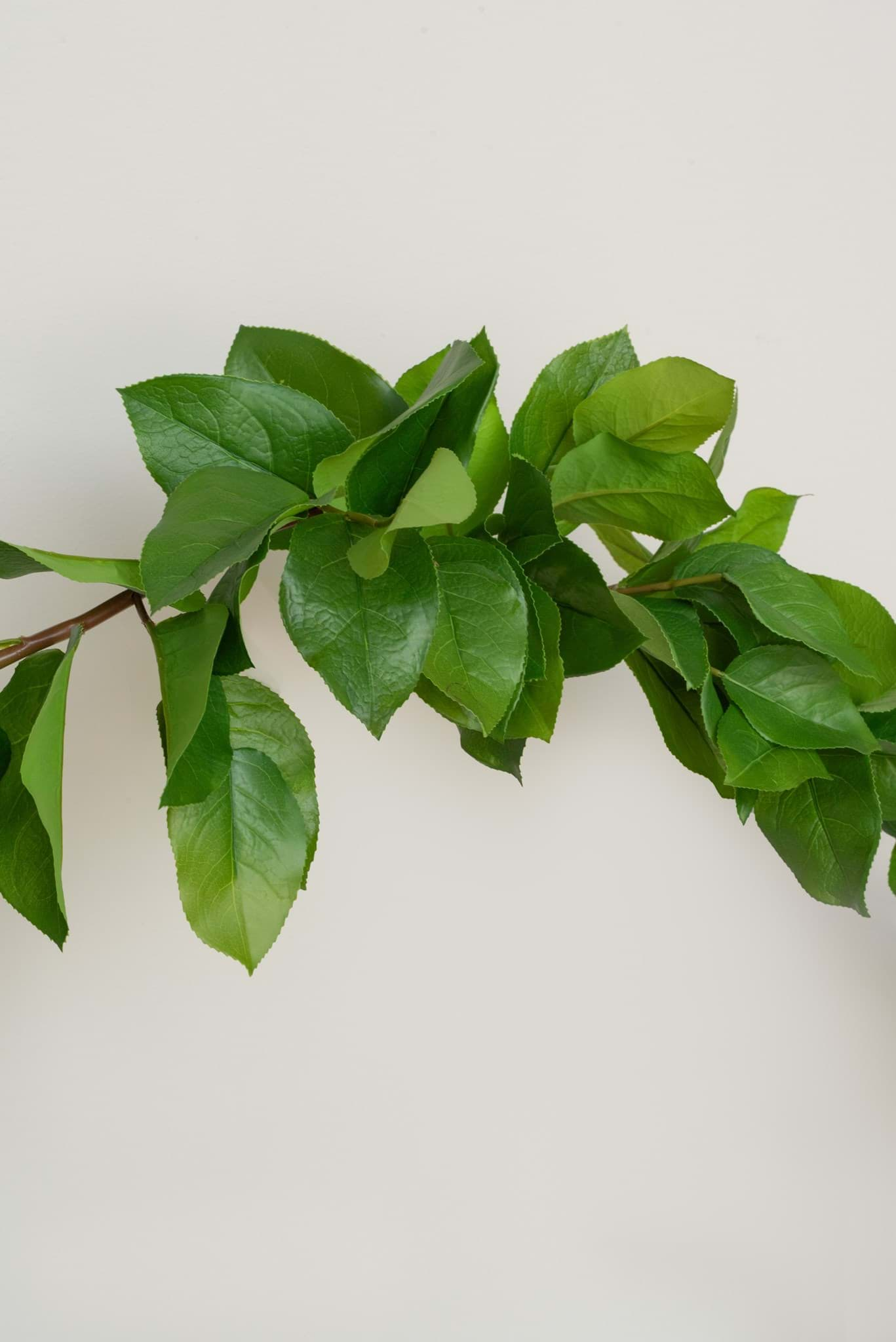 Picture of Salal Leaf Garland