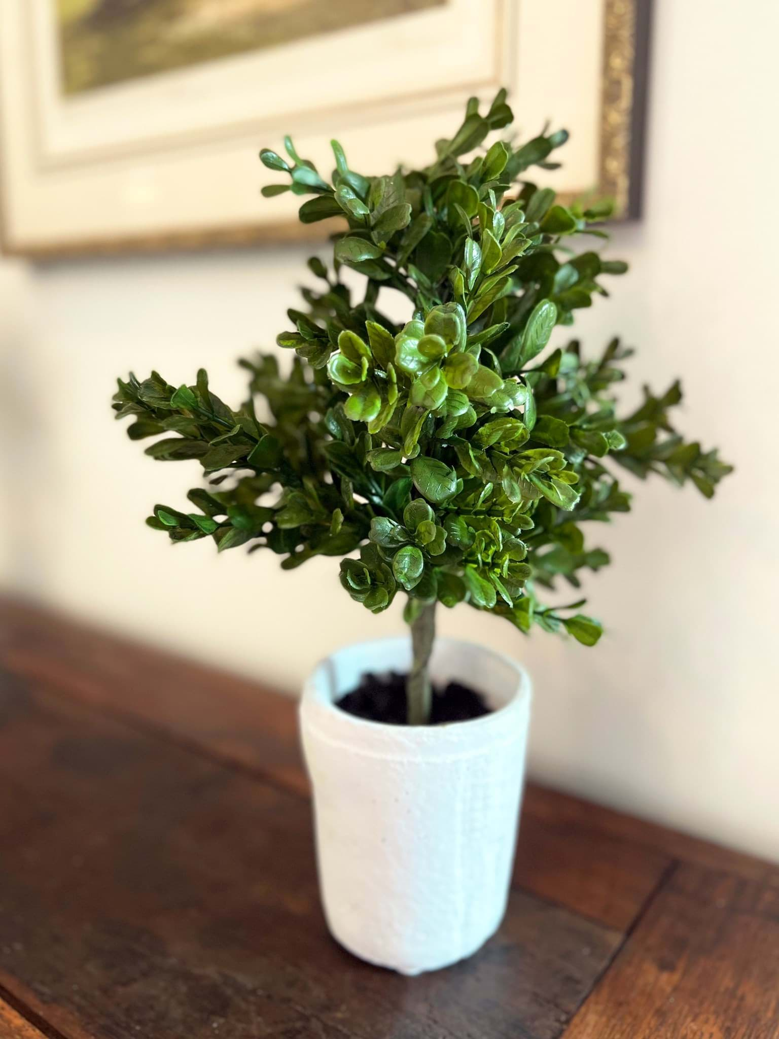 Picture of Boxwood Potted Plant