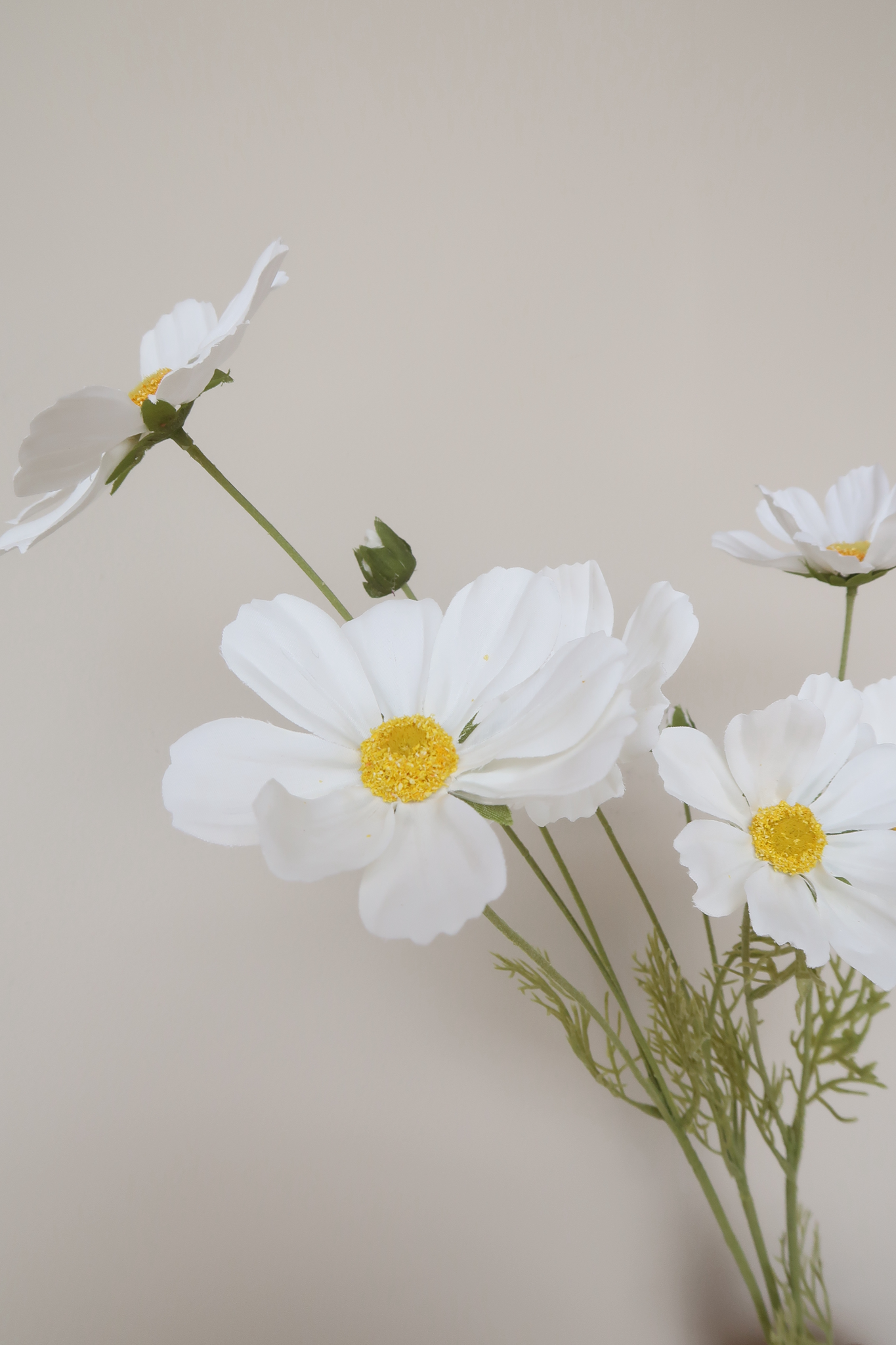 Picture of Cosmos Spray - White