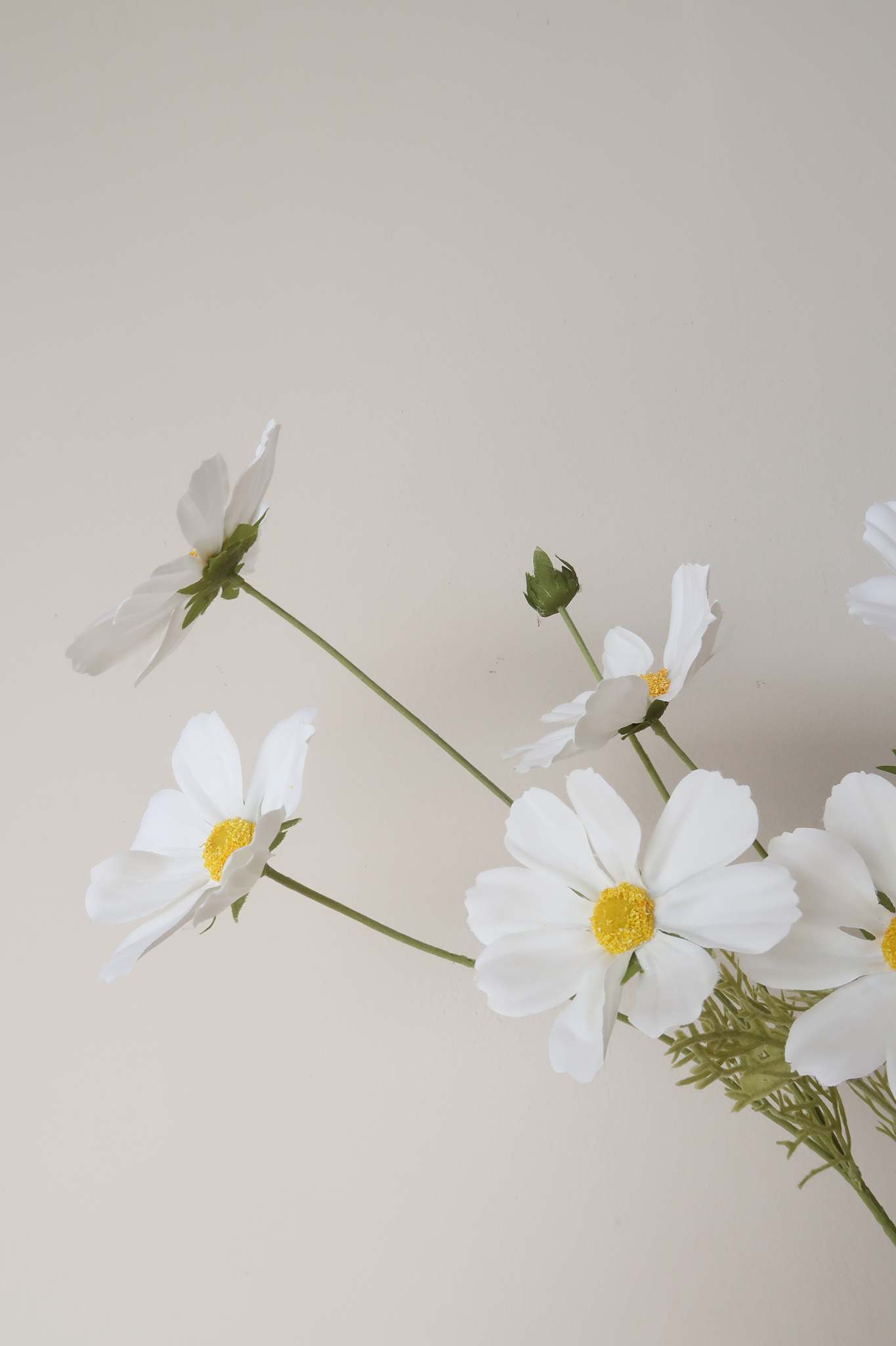 Picture of Cosmos Spray - White