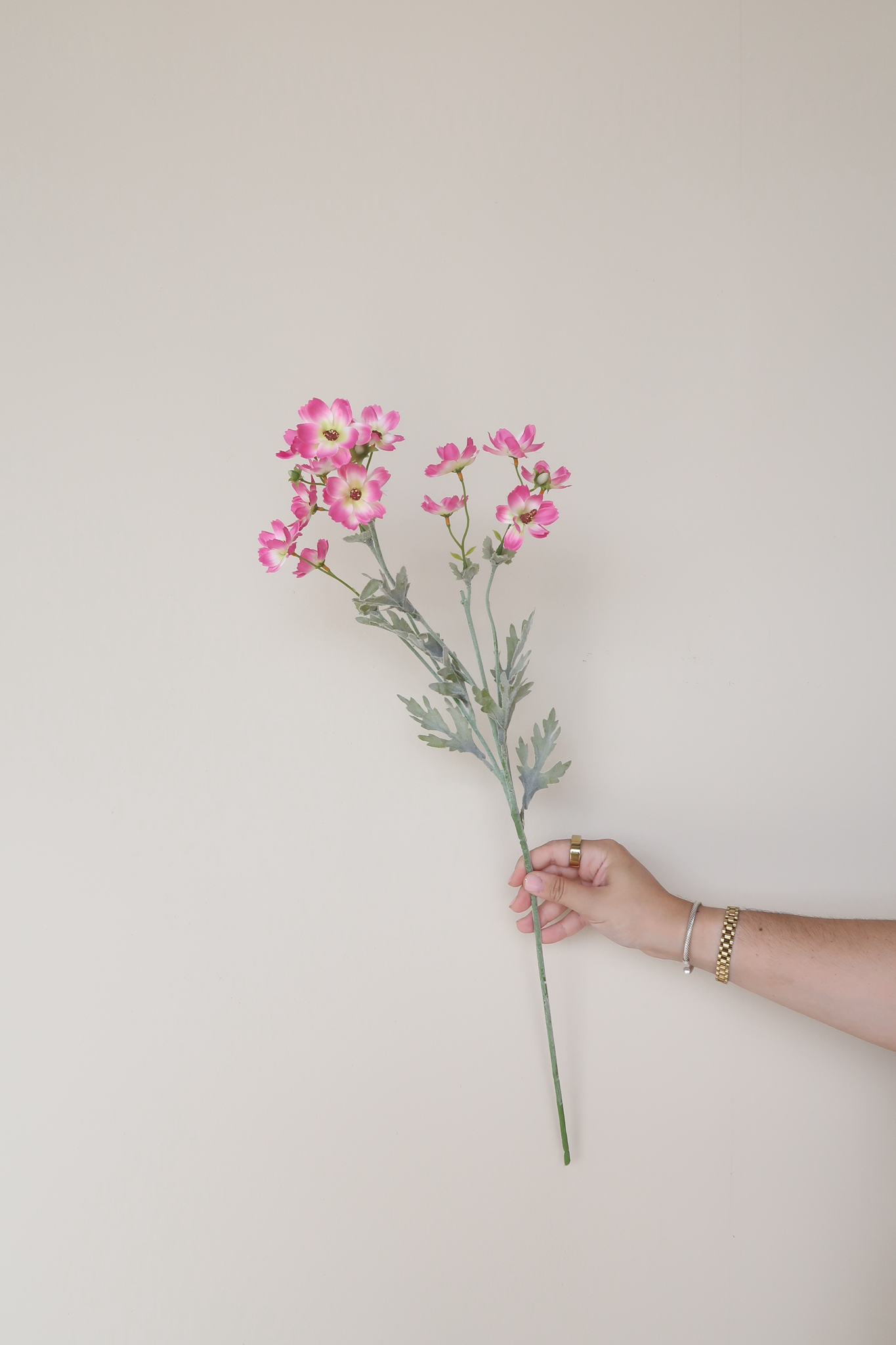 Picture of Baby Cosmos Spray - Fuchsia