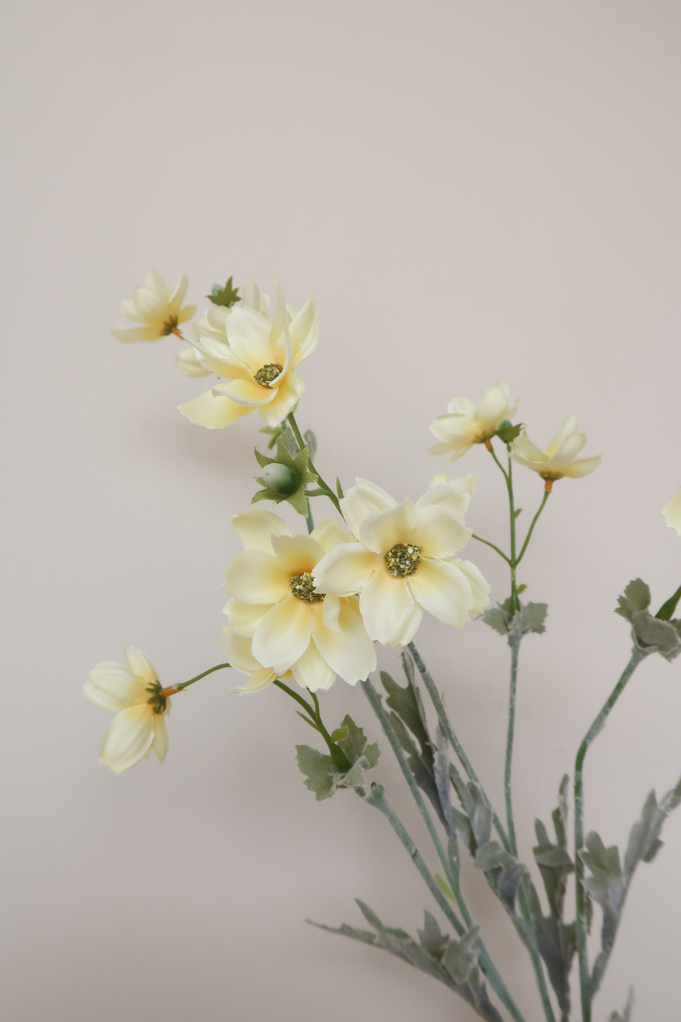 Picture of Baby Cosmos Spray - Yellow