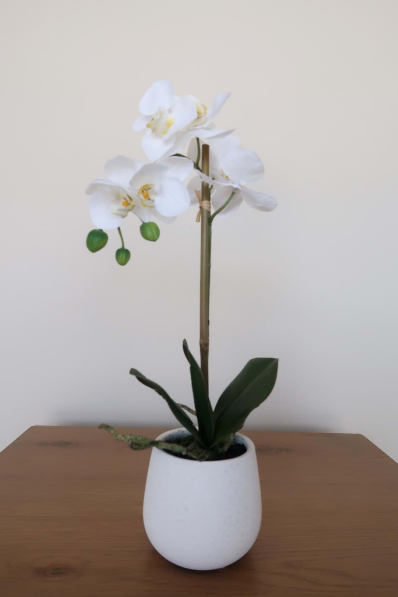 Picture of White Orchid in Ceramic Vase