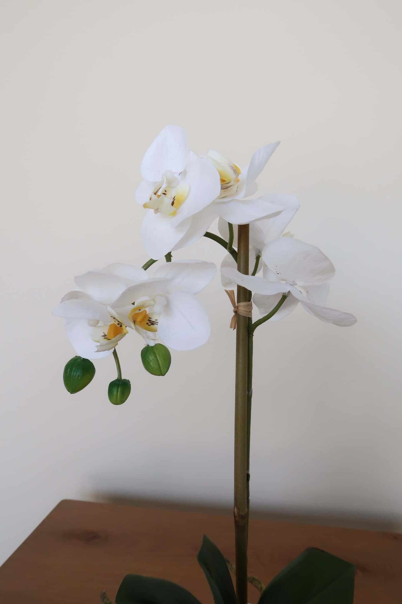 Picture of White Orchid in Ceramic Vase