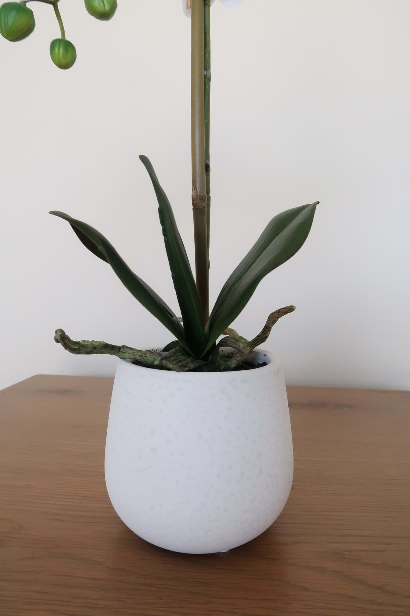 Picture of White Orchid in Ceramic Vase