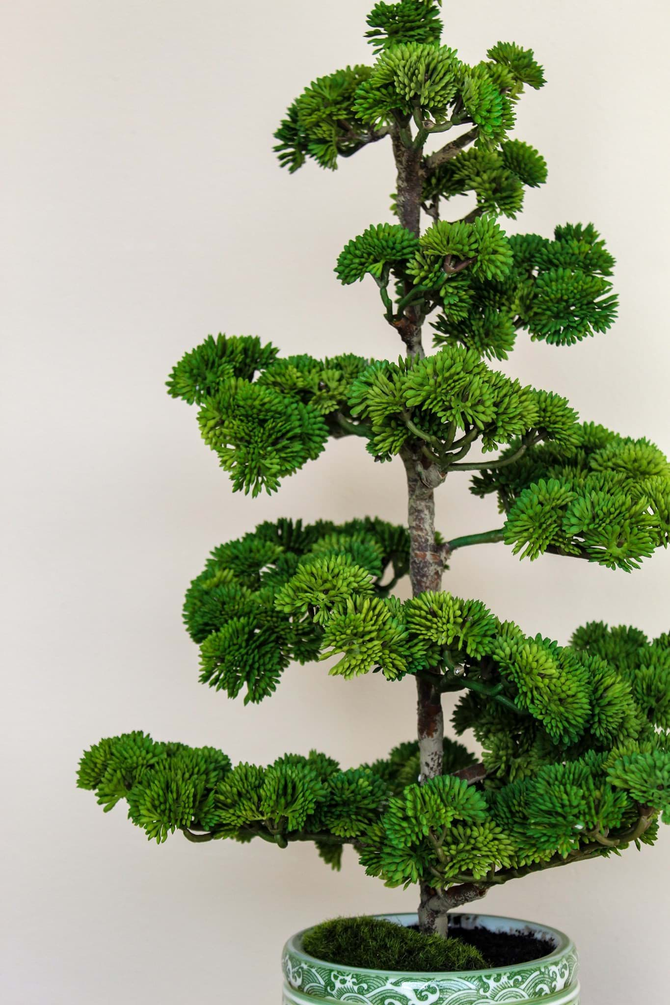 Picture of *Sedum Pine Tree in Ceramic Pot