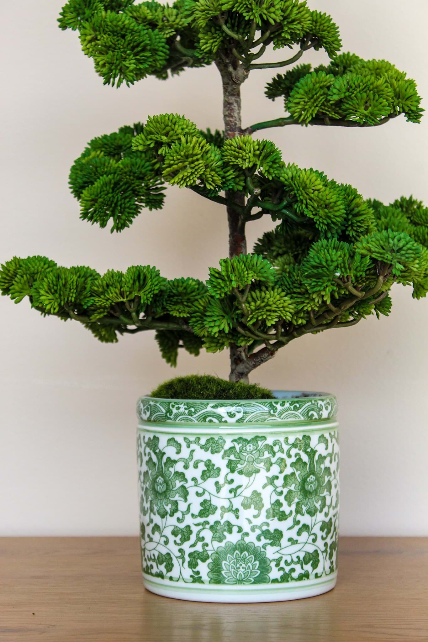 Picture of *Sedum Pine Tree in Ceramic Pot