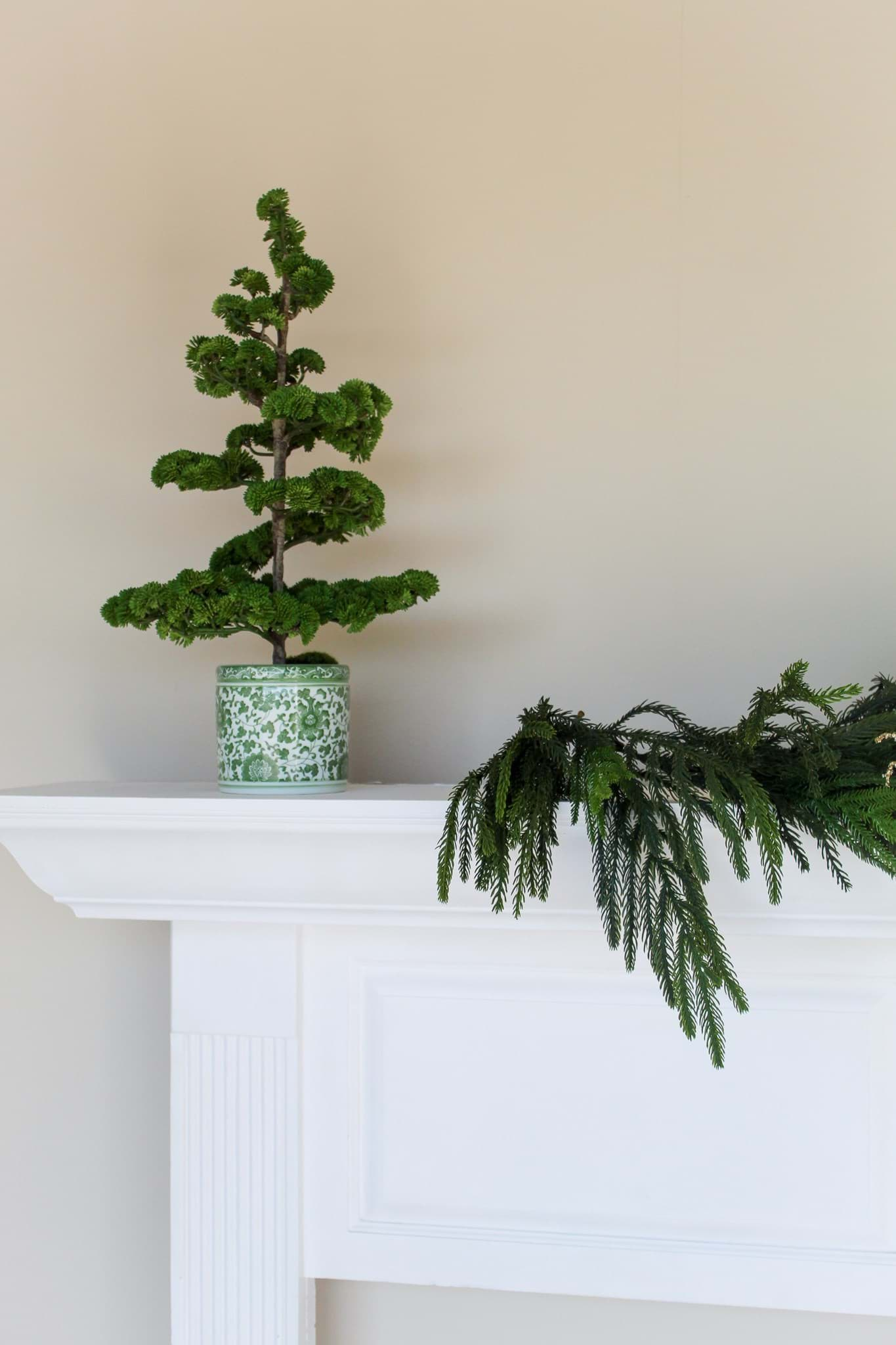 Picture of *Sedum Pine Tree in Ceramic Pot