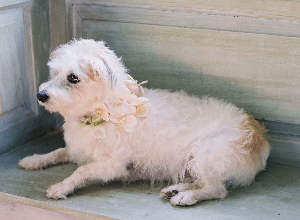 Picture of Wren Small Dog Collar 
